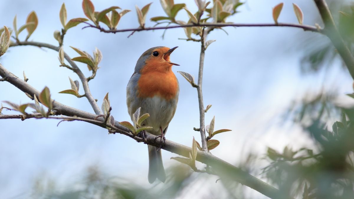 Bird GettyImages 530427077